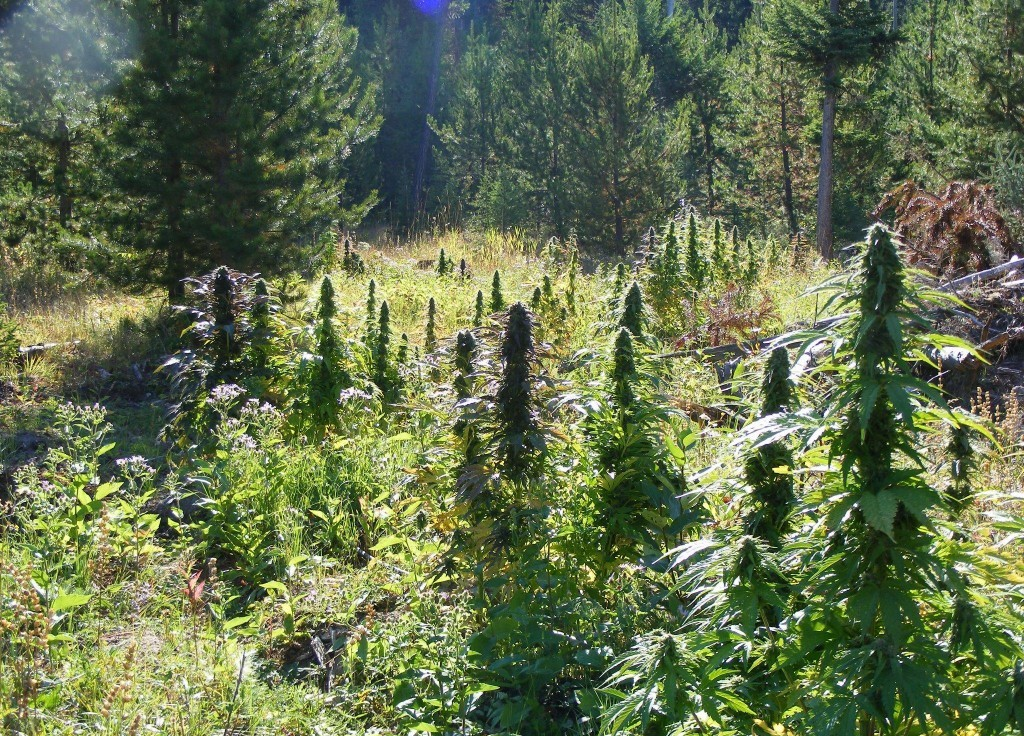 Highland Skunk
