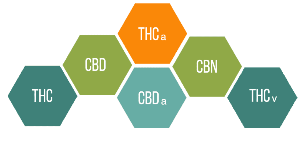 What Are Cannabinoids Solful Sonoma County Dispensary 1 1024x512