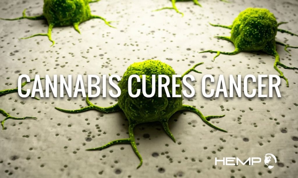 can cannabis actually cure cancer this company seeks the answer 3