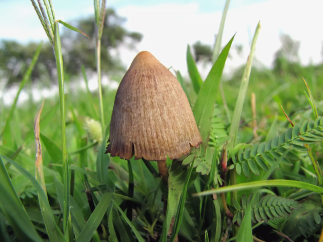 Mushroom 5 1