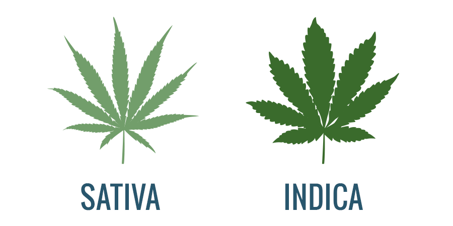 Sativa VS Indica