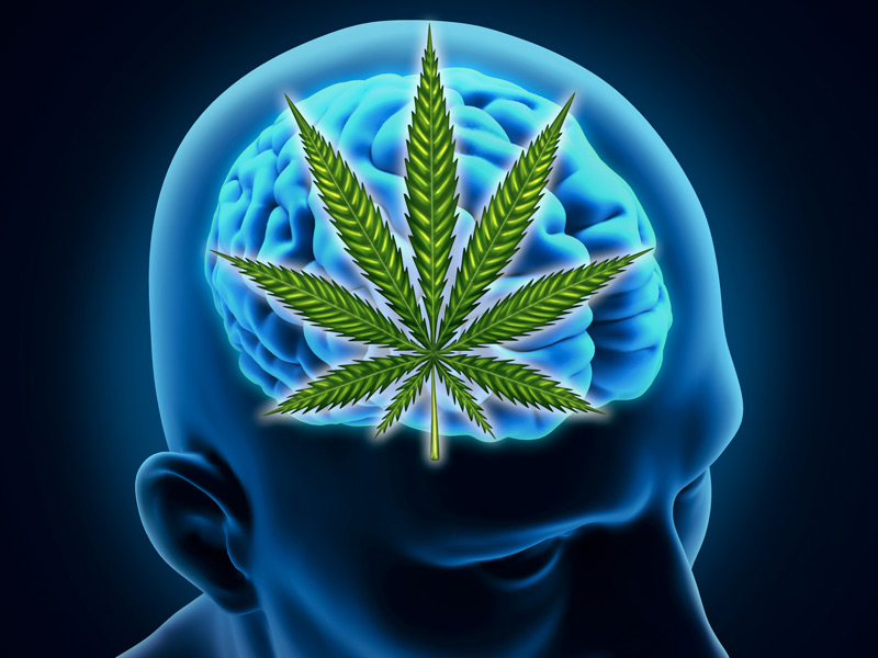 cannabis brain 1