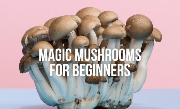 magic mushrooms for beginners