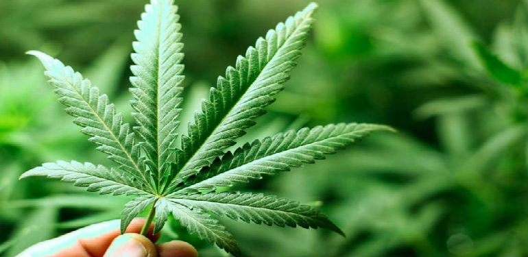 marijuana leaf cannabis