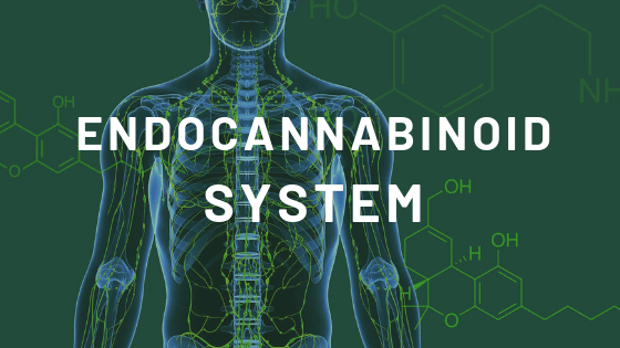 The Endocannabinoid System
