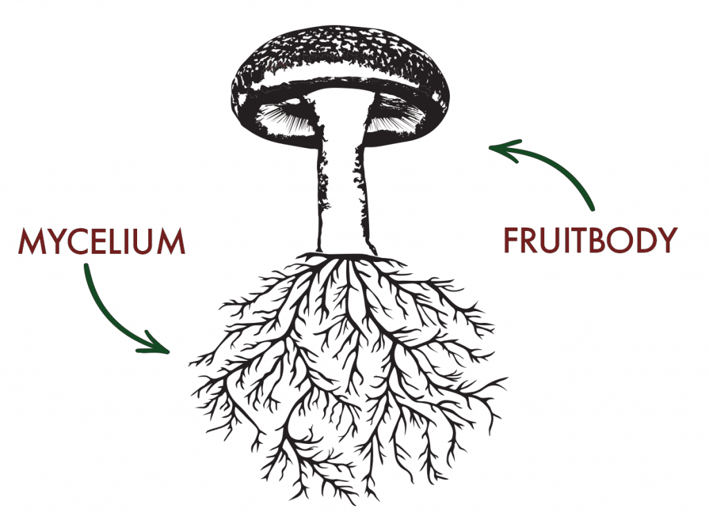 Mycelium And Fruitbody HD