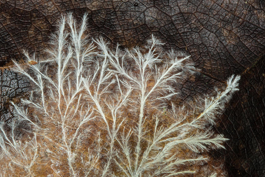 fungal mycelium growing on decomposing leaf osa costa rica alex hyde natureplcom