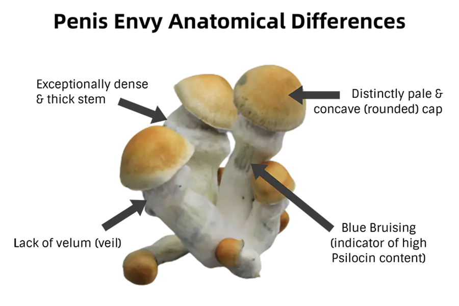 penis envy mushrooms 3