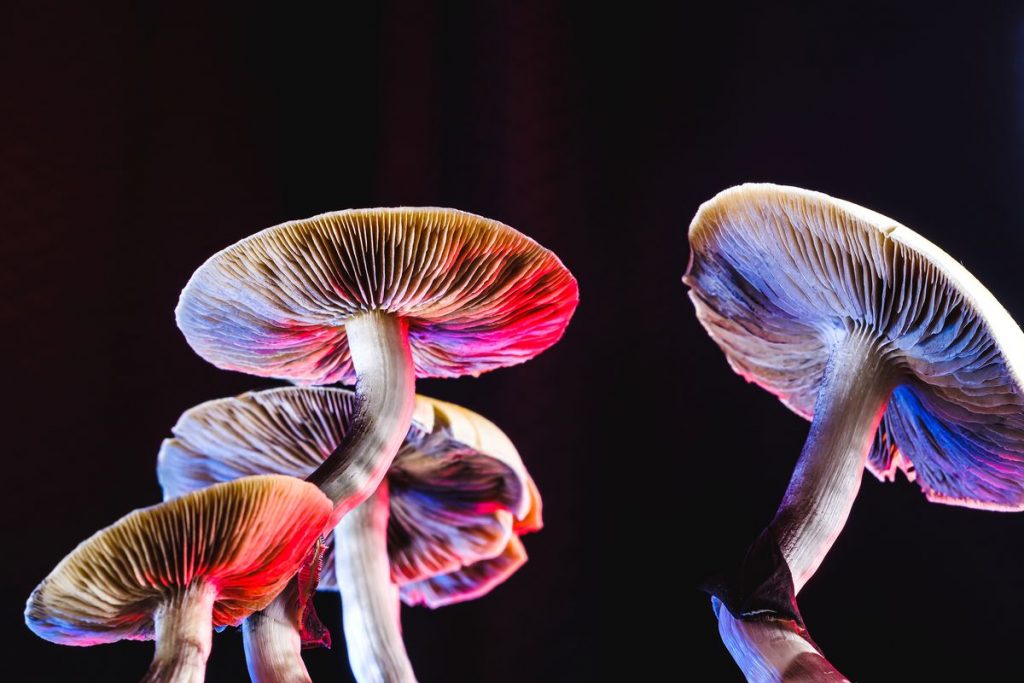 psychedelic magic mushroom GettyImages 1276620416.0