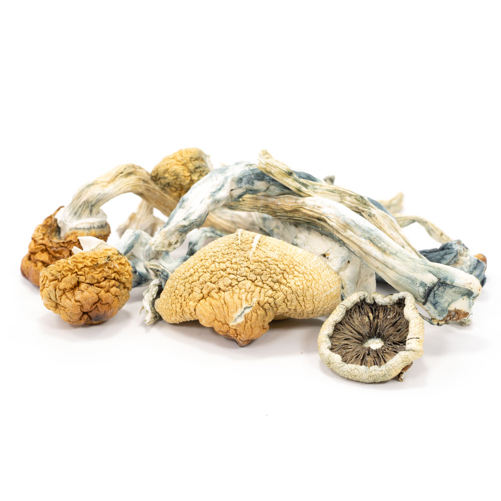 Blue Meanie Mushrooms 2