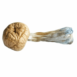 HEMPEARTH - Blue Meanies Mushrooms