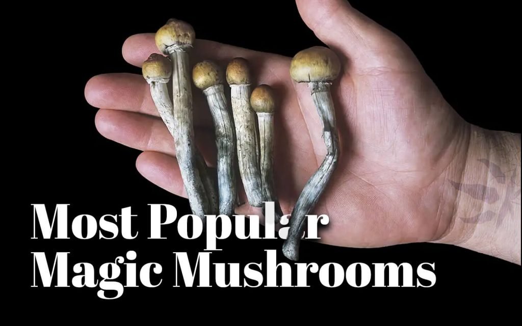 most popular magic mushrooms canada 1024x640 1