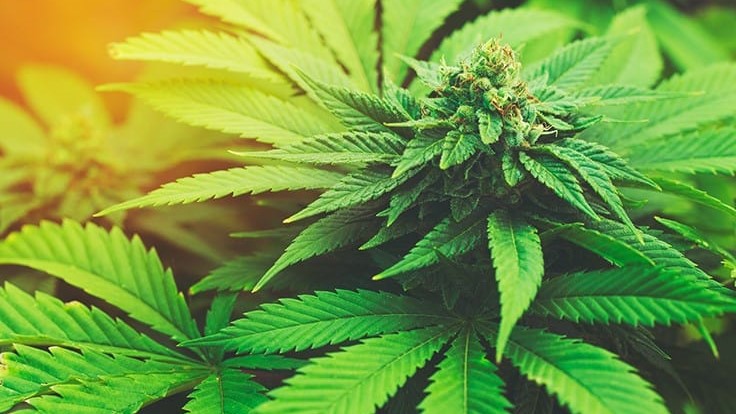 marijuanaplant adobestock credit epicstockmedia resized