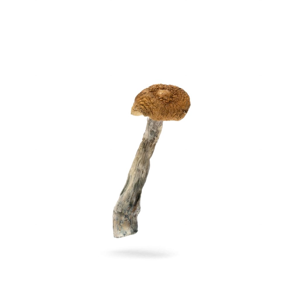 microzoomers huautla magic mushroom dried