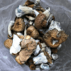 HEMPEARTH - Gold Member Mushrooms (Premium) - Image 2