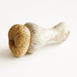 HEMPEARTH - Trinity Penis Envy Mushrooms (Premium)