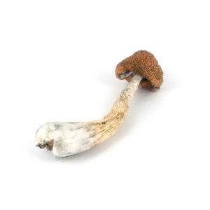 HEMPEARTH - Melmac Mushrooms