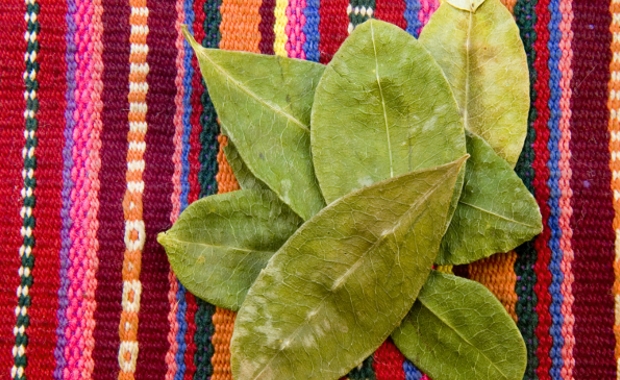 coca leaves 1