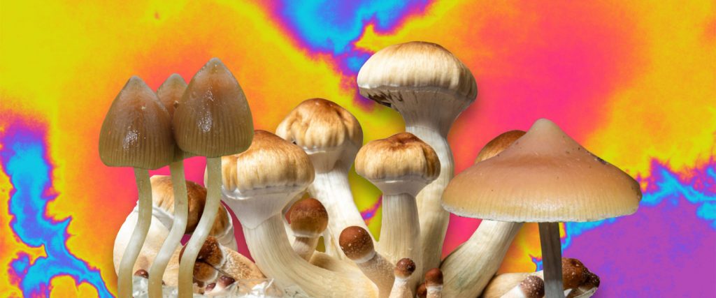 Types Psychedelic Mushrooms 1024x427 1