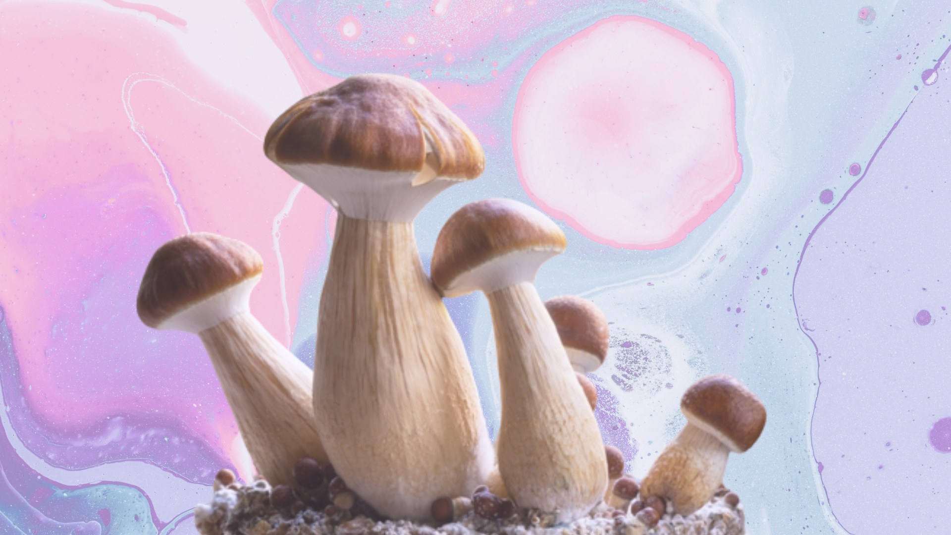 top 5 strains magic mushrooms