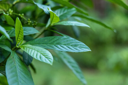 HEMPEARTH - Plants That Contain DMT 5