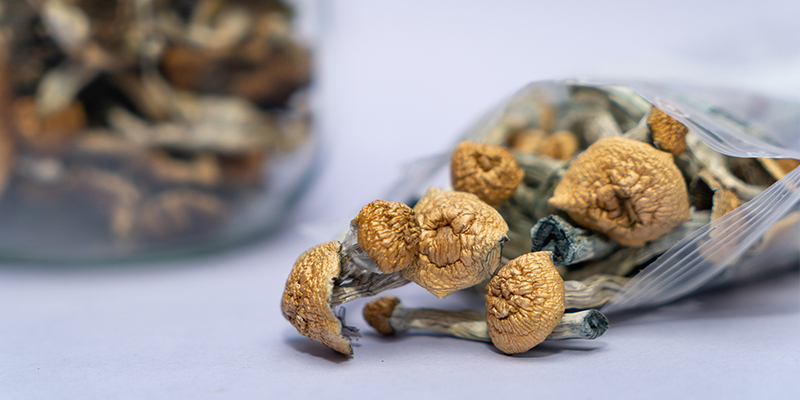Why Is It Important To Store Magic Mushrooms And Truffles Correctly