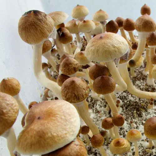ecuadorian mushroom spores 500x500 1