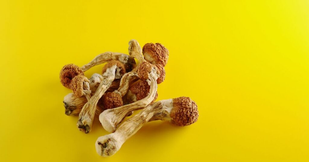 HEMPEARTH - 8 Odd Facts About "Magic" Mushrooms 7 magic mushroom main 1 1 guide detail