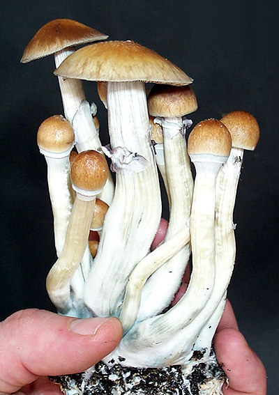 HEMPEARTH - Orissa India Shroom Strain: One of the Largest and Most Potent Cubensis Strains 5 orissa cubensis