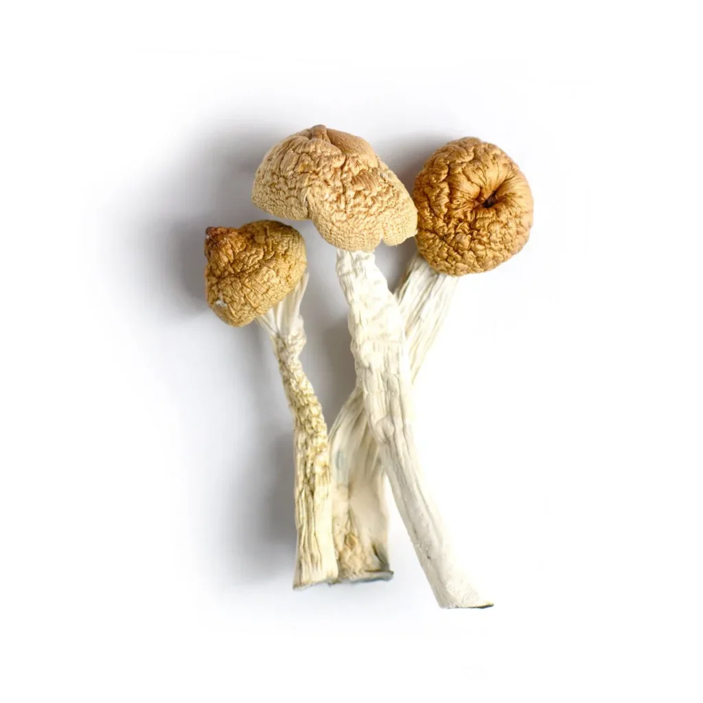 orissa india mushroom 1