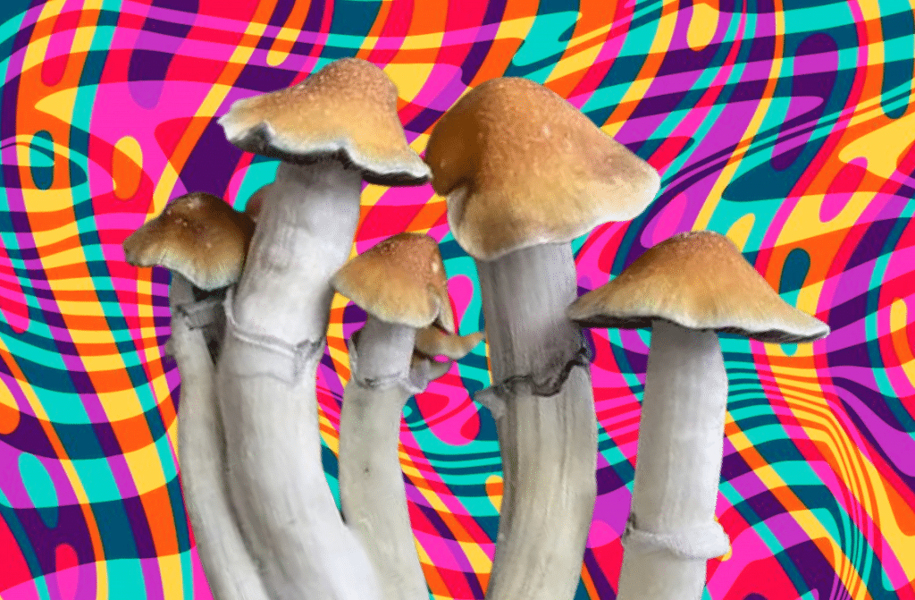 tidal wave mushroom funguyz 1024x671 1