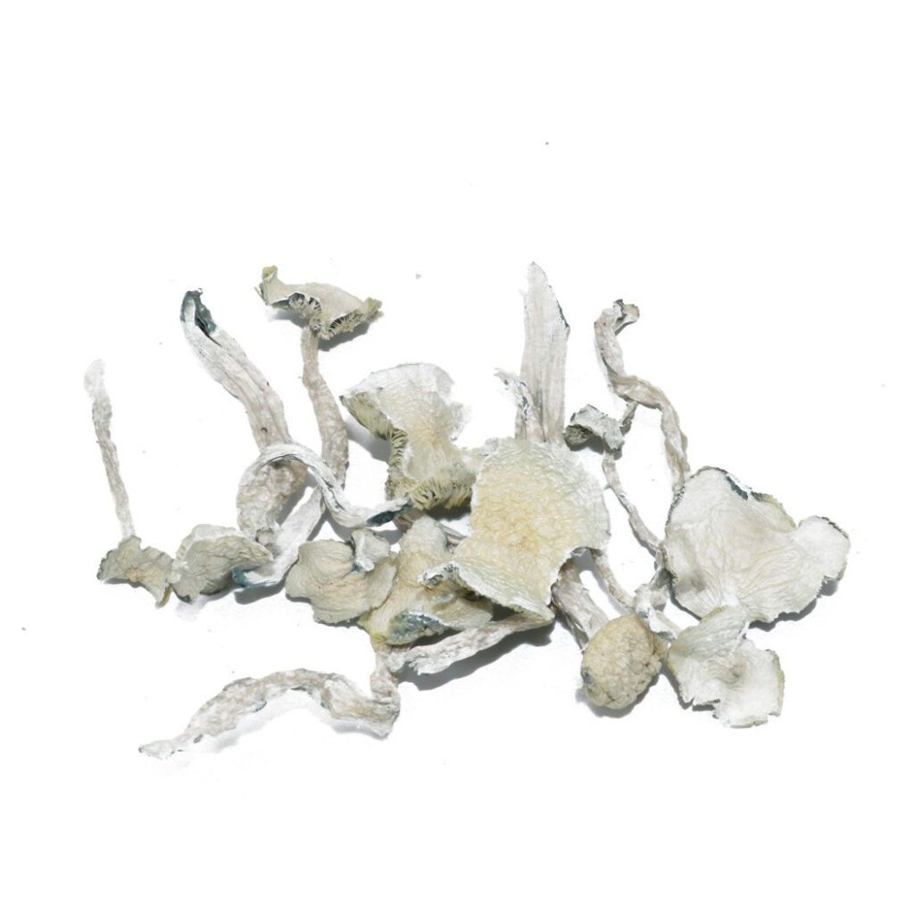 HEMPEARTH - A Guide To Over 49 Different Magic Mushroom Strains 5 Albino Teacher Mushrooms