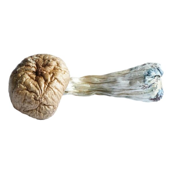 HEMPEARTH - A Guide To Over 49 Different Magic Mushroom Strains 10 HEMPEARTH Blue Meanies