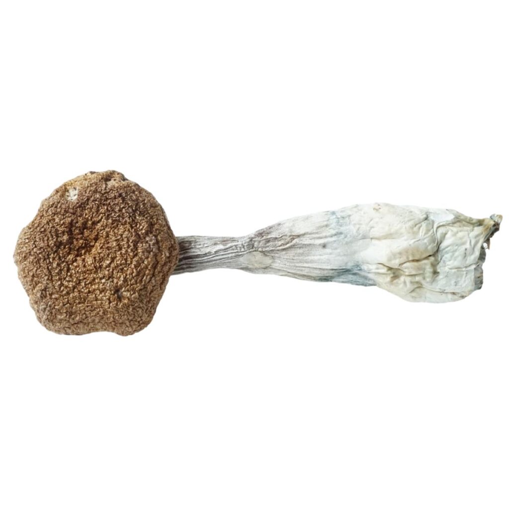 HEMPEARTH - A Guide To Over 49 Different Magic Mushroom Strains 9 HEMPEARTH Golden Teacher Mushrooms