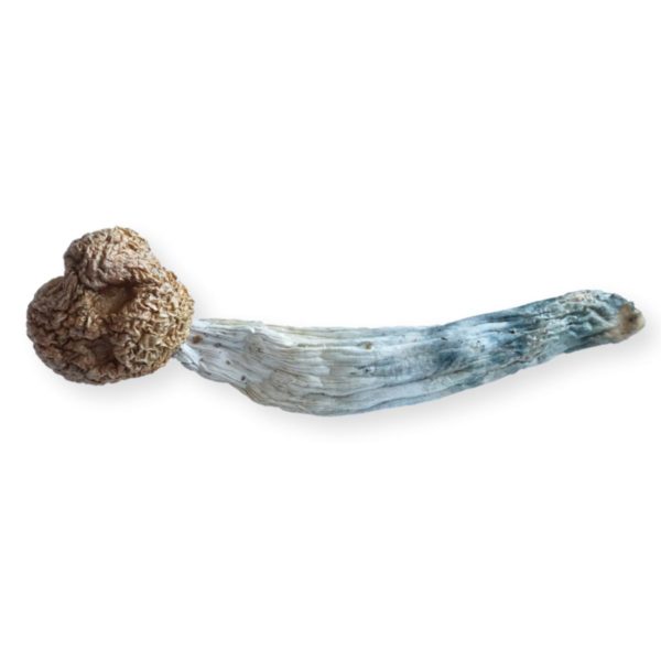 HEMPEARTH - A Guide To Over 49 Different Magic Mushroom Strains 11 HEMPEARTH Jedi Mind Fuck