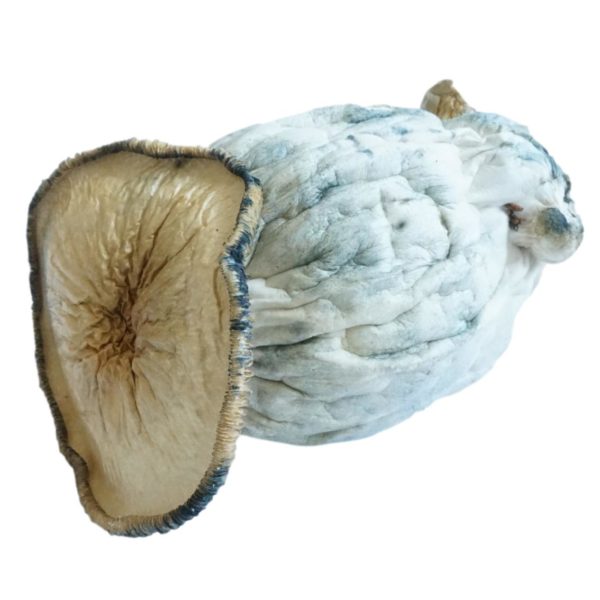 HEMPEARTH - A Guide To Over 49 Different Magic Mushroom Strains 14 HEMPEARTH Penis Envy Supremes 2
