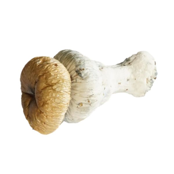 HEMPEARTH - A Guide To Over 49 Different Magic Mushroom Strains 18 HEMPEARTH Trinity