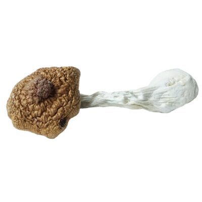 HEMPEARTH - A Guide To Over 49 Different Magic Mushroom Strains 29 HEMPEARTH Amazonian