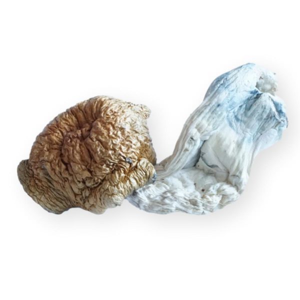 HEMPEARTH - A Guide To Over 49 Different Magic Mushroom Strains 25 HEMPEARTH Aztec God