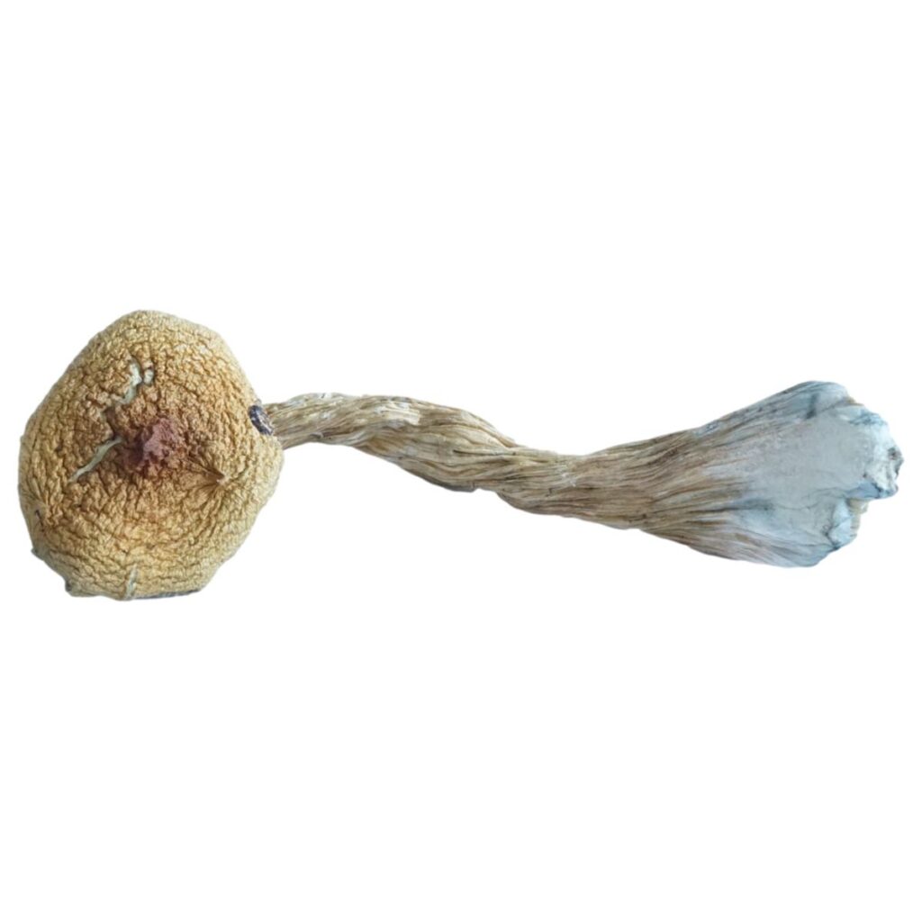 HEMPEARTH - A Guide To Over 49 Different Magic Mushroom Strains 45 HEMPEARTH Costa Rican 1