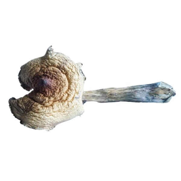 HEMPEARTH - A Guide To Over 49 Different Magic Mushroom Strains 47 HEMPEARTH Dream Weavers 1