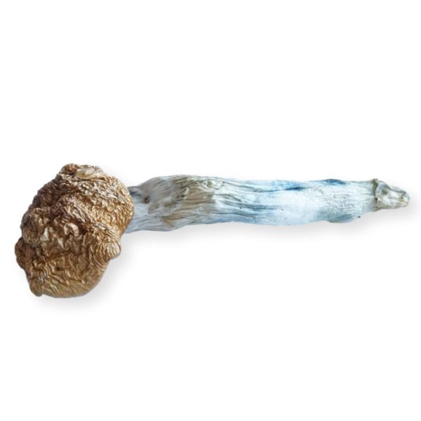 HEMPEARTH - A Guide To Over 49 Different Magic Mushroom Strains 24 HEMPEARTH Florida F