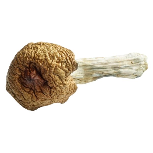 HEMPEARTH - A Guide To Over 49 Different Magic Mushroom Strains 27 HEMPEARTH Huautla