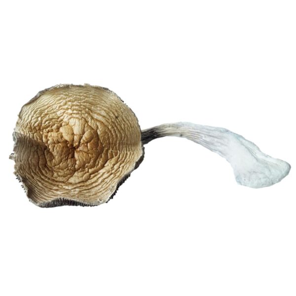 HEMPEARTH - A Guide To Over 49 Different Magic Mushroom Strains 36 HEMPEARTH Koh Samui