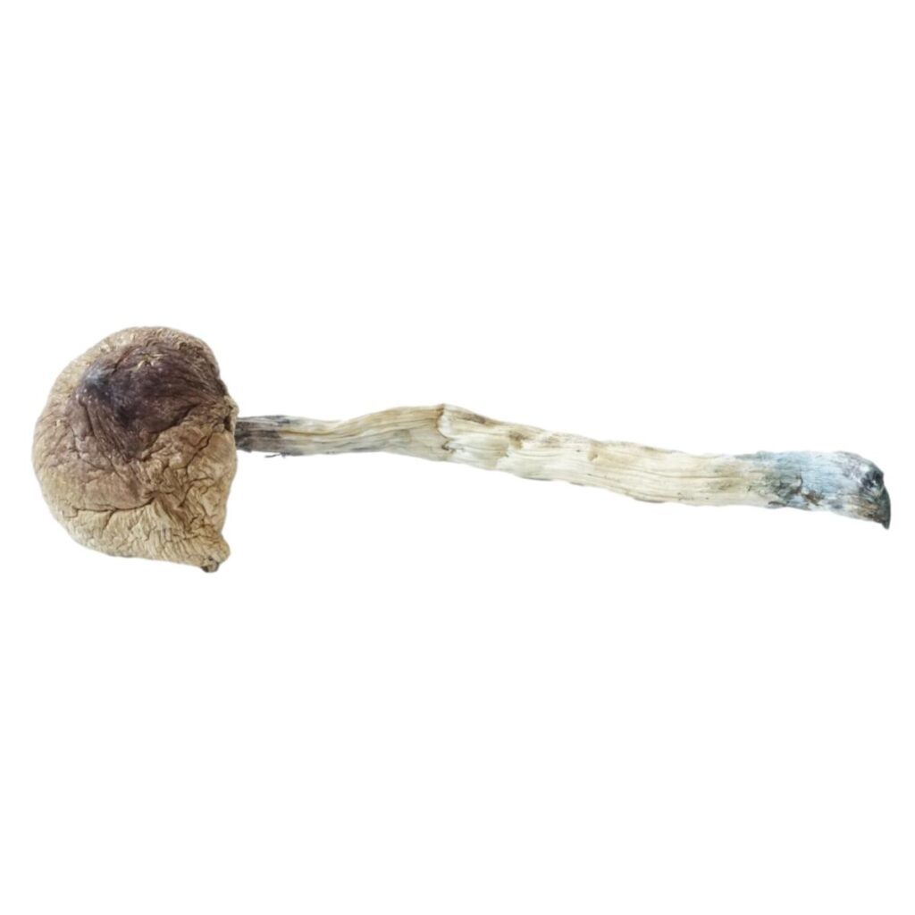 HEMPEARTH - A Guide To Over 49 Different Magic Mushroom Strains 37 HEMPEARTH Lizard King