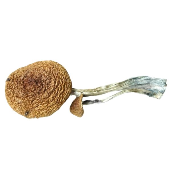HEMPEARTH - A Guide To Over 49 Different Magic Mushroom Strains 38 HEMPEARTH