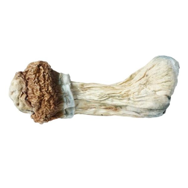 HEMPEARTH - A Guide To Over 49 Different Magic Mushroom Strains 49 HEMPEARTH Penis Envy