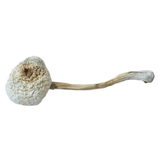 HEMPEARTH - A Guide To Over 49 Different Magic Mushroom Strains 40 HEMPEARTH Rusty White