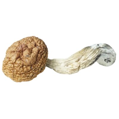 HEMPEARTH - A Guide To Over 49 Different Magic Mushroom Strains 42 HEMPEARTH Tai Mushrooms