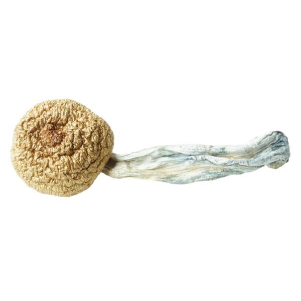 HEMPEARTH - A Guide To Over 49 Different Magic Mushroom Strains 43 HEMPEARTH Texas Penis Envy